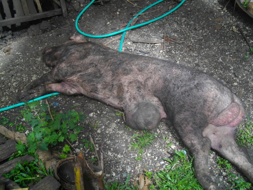 Image of dead boar in tropical
        backyard