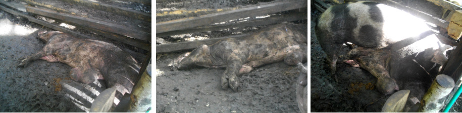Images of dead boar in tropical
          backyard pen