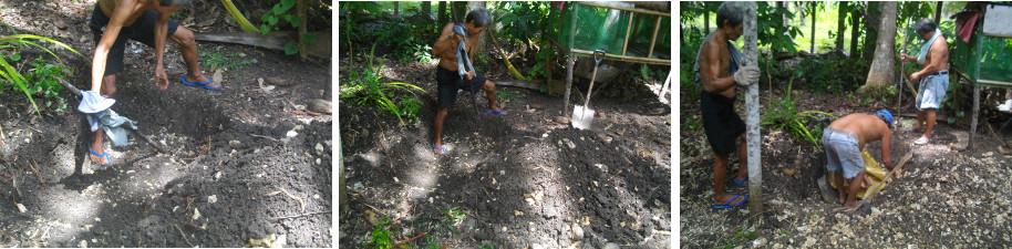 Images of digging grave fro dead boar in a tropical
          backyard garden