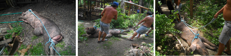 Images of dead boar being pulled to grave in tropical
          backyard garden