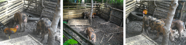 Images of piglets in a tropical
          backyard pen