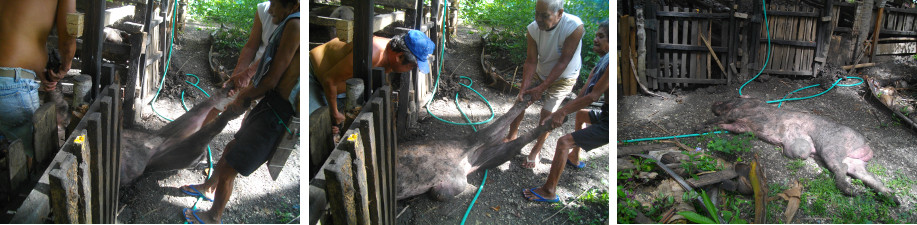 Images of dead boar being removed fron tropical
          backyard pen