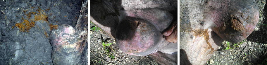 Images of tumours on dead boar