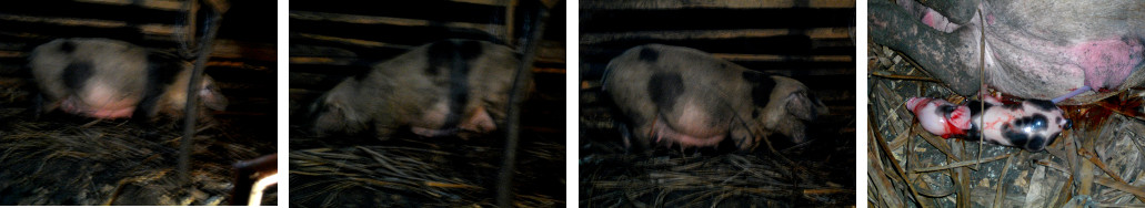 Images of newly born piglet in tropical backyard pen