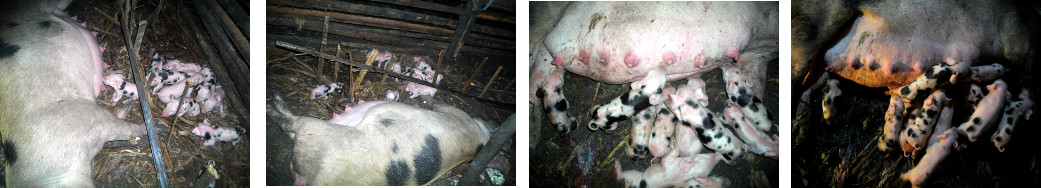 Images of tropical backyard sow suckling newborn
        piglets