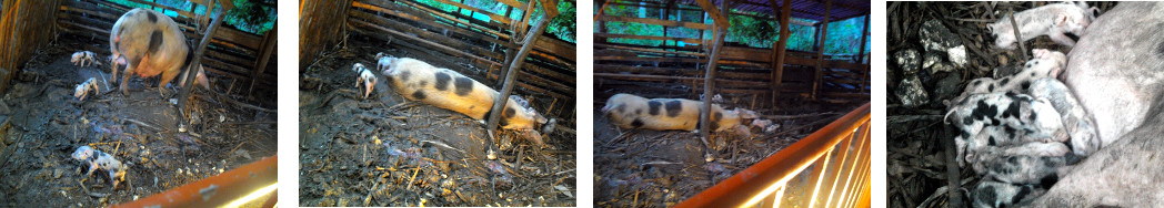 Images of tropical backyard sow shortly after farrowing