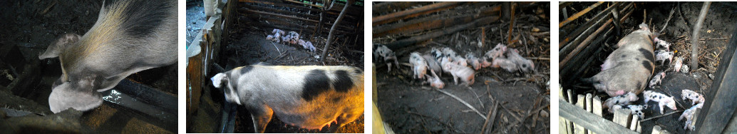 Images of tropical backyard sow with newborn piglets