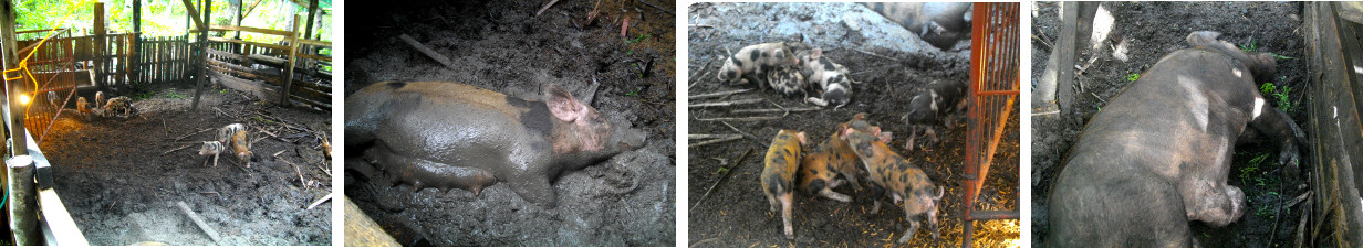 Images of piglets and parents in a
        tropical backyard
