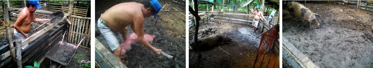 Images of rotting organic material
        being removed from tropical backyard pig pen