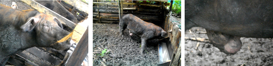 Images of boar in tropical backyard
        pen