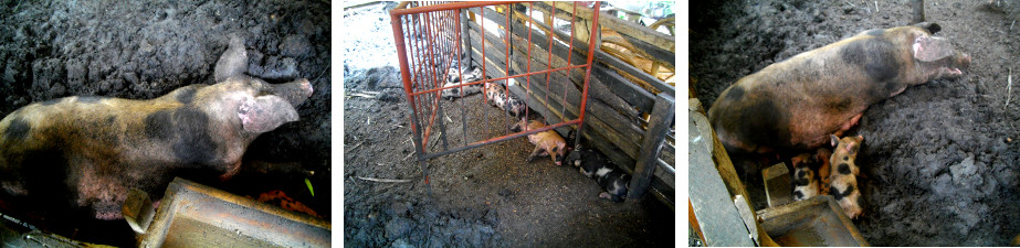 Images of sow with piglets in tropical
        backyard