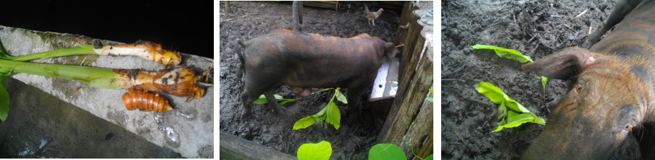 Images of boar not eating fresh
        Turmeric