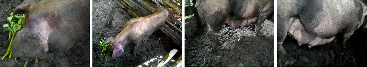 Images of Boar and Sow in a tropical
        backyard