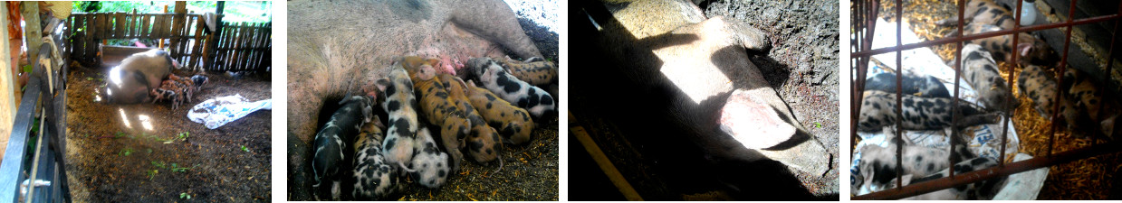 Images of young sow with piglets in
        tropical backyard