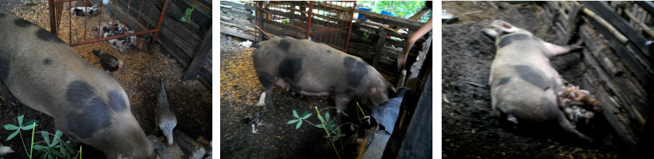 Images of youhg sow with piglets in
        tropical backyard