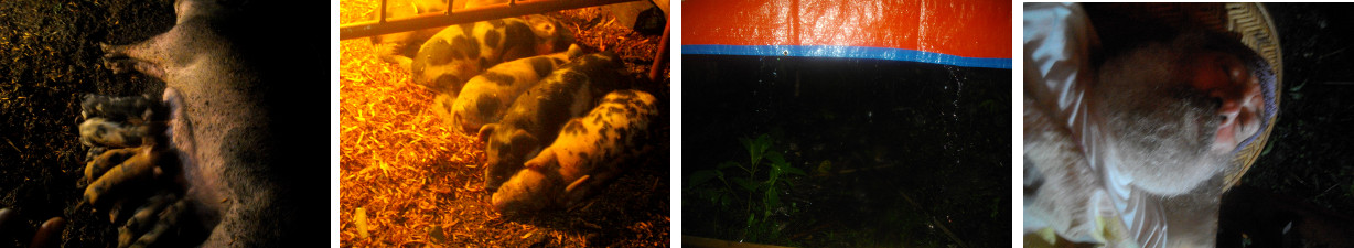 Images of tropical backyard pig pen
          and piglets at night