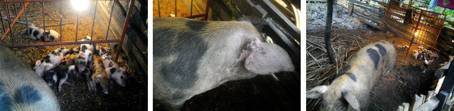 Images of sow and piglets in tropical
        backyard pig pen