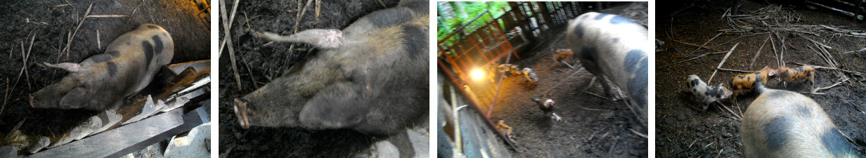Images of sow and piglets in a
        tropical backyrad