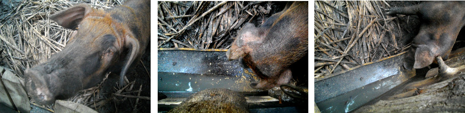 Images of sick boar recovering in a
        tropical backyard