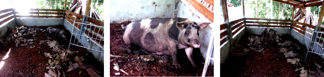 Images of tropical backyard sow
        getting ready to farrow