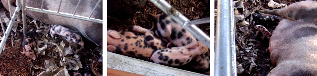 IMages of tropical backyard piglets in the "creep
        space" where they cannot be crushed by their mother