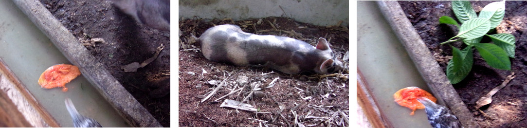 IMages of tropical backyard sow too tired to eat or
        drink after farrowing the previous day