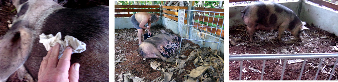 Images of tropical backyard sow being given a cooling
        wipe with a damp cloth after exhaustion from farrowing the
        previous day