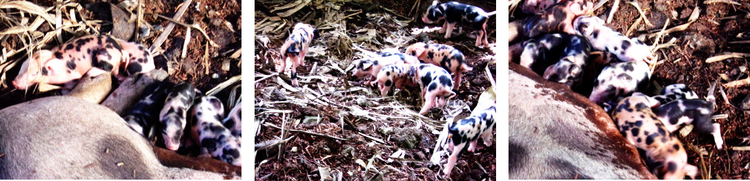 Images of tropical backyard piglets
        one day after being born
