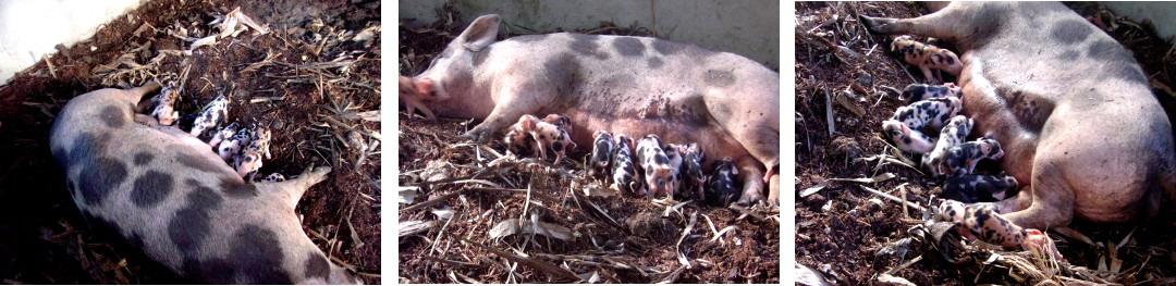 IMages of exhausted tropical backyard
        sow after farrowing the previous day