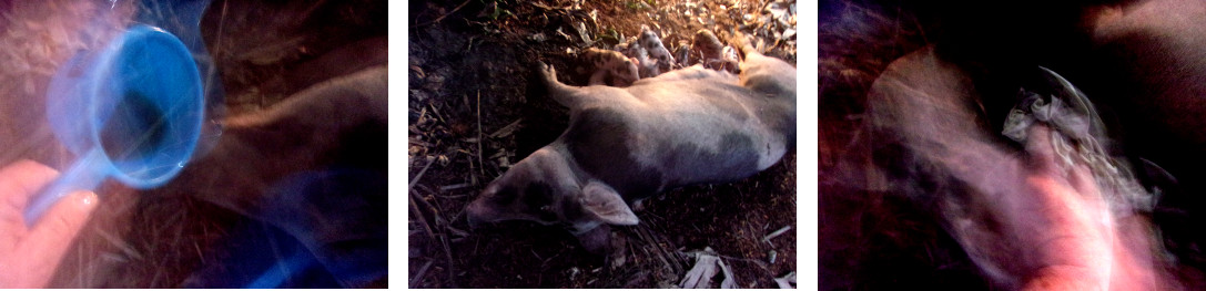 Images of sick tropical backyard sow after
              farrowing