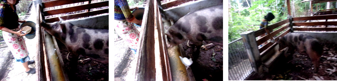 Image of tropical backyard sow eating normlly after
        having problems recovering from the farrowing