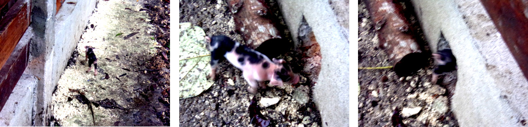 Images of four day old tropicl backyard piglet taking a
        short trip outside the pen