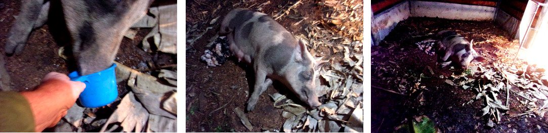 Images of tropical backyard sow recovering after a
        recent farrowing