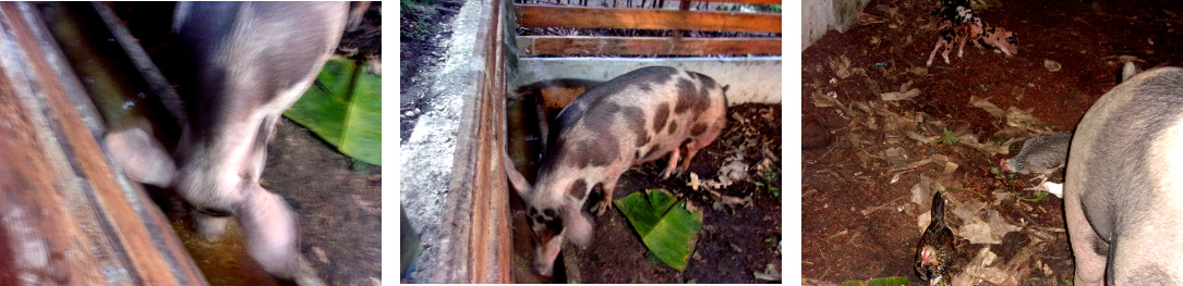 Images of tropical backyard sow apparently recoverd
        after farrowing 3 days earlier