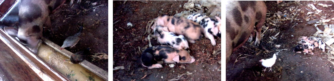 Images of tropical backyard Sow with piglets eating