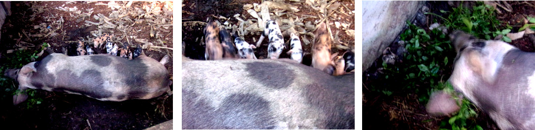 Images of tropical backyard
                  sow suckling piglets