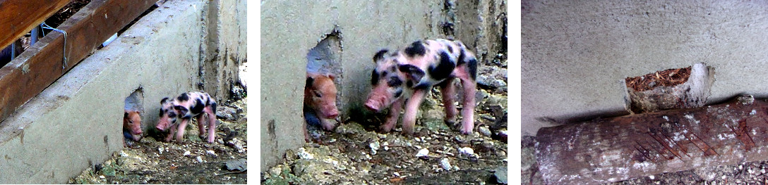 Images of one day old piglets exploring their
        environment
