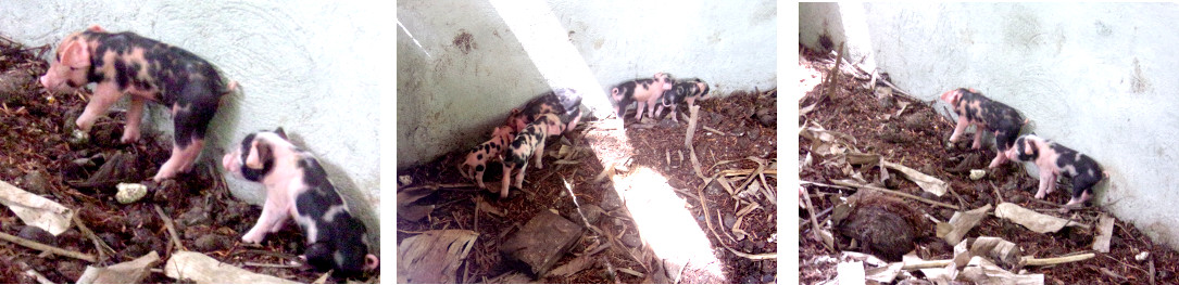 IMages of tropical backyard piglets one day after being
        born
