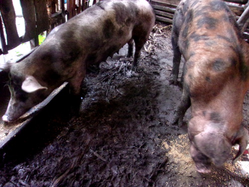 Imags of Boar and Sow in the same
        tropical backyard pen