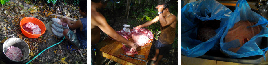 Images of tropical backyard pig being cut up