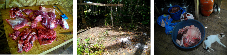 Images of meat from tropical backyard pig