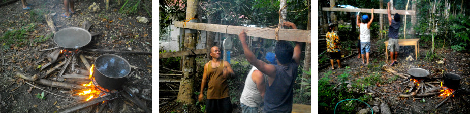 Images of preparations for
        slaufhtering tropical backyard pig