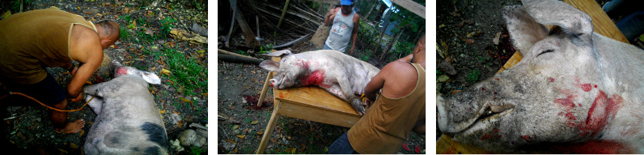 Images of slaughtered tropical
        backyard pig
