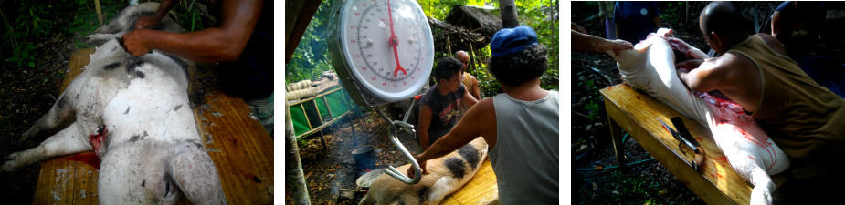 Images of the butchering of a tropical
        backyard pig