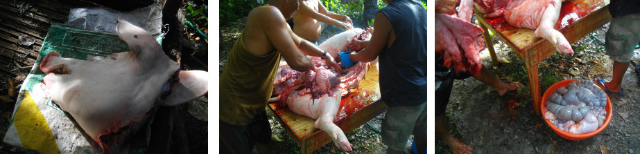 Images of recently slaughtered pig
        being disemboweled