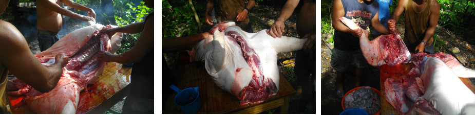 I*mages of tropical backyard pig being dismembred