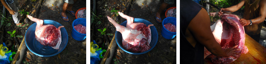Images of tropical backyard pig being cut up for meat