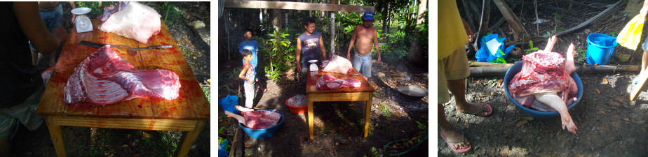 Images of tropical backyard pig being cut up