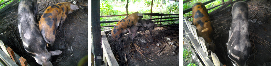 Images of tropical backyard boar and
        sow