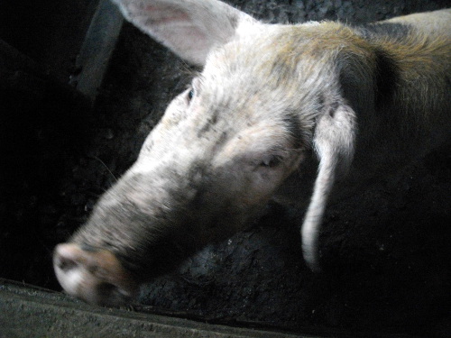 Image of a tropical backyard pig